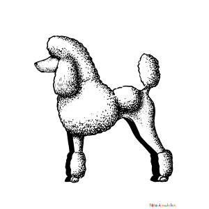 Coloriage d'un caniche géant