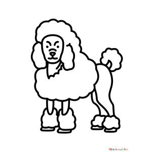 Coloriage d'un caniche gratuit
