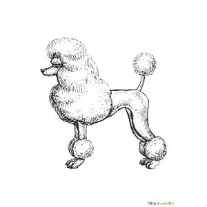 Coloriage d'un caniche royal à imprimer