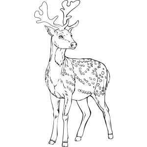 Coloriage d'un cerf et ses bois
