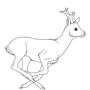 Coloriage d'un cerf qui court
