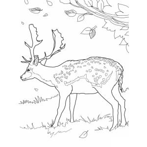Coloriage d'un sert qui se balade