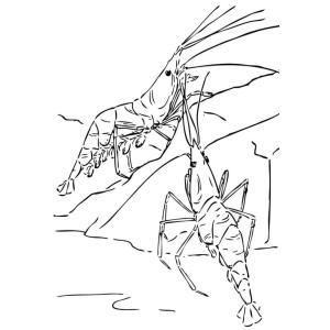 Coloriage d'une crevette à imprimer