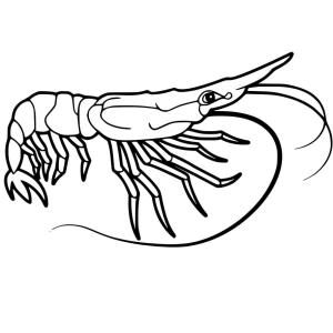 Coloriage d'une crevette gratuit