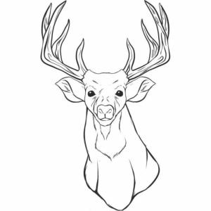 Coloriage d'une tête de cerf 