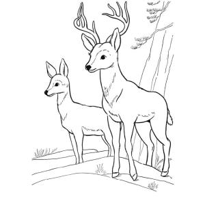 Dessin d'un cerf à imprimer