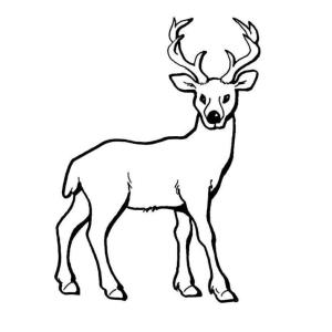 Portrait d'un cerf à colorier