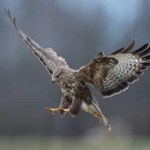 rapace - mot du glossaire Tête à modeler. Définition et activités associées au mot rapace.
