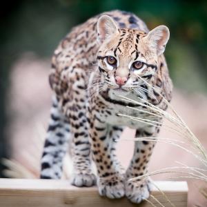 ocelot - mot du glossaire Tête à modeler. Définition et activités associées au mot ocelot.