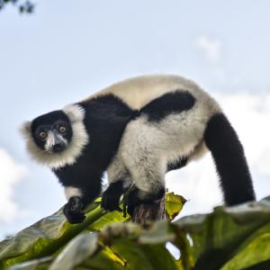 indri - mot du glossaire Tête à modeler. Définition et activités associées au mot indri.