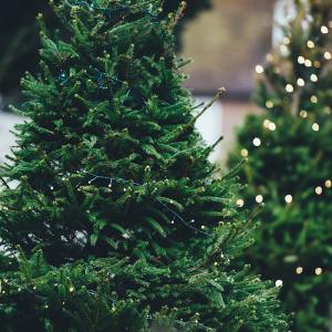 Voici quelques infos et conseils pour vous aider dans votre choix de sapin de Noël