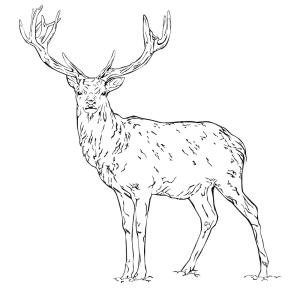 coloriage d'un cerf en pdf