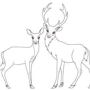 Coloriage d'un cerf amoureux