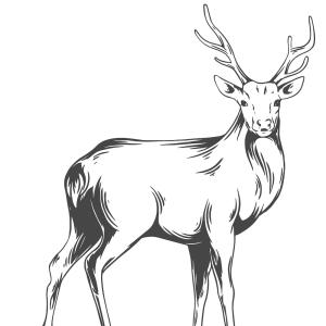 Coloriage d'un cerf à télécharger