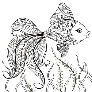 Imprimer et colorier le dessin d'un gros poisson arc en cielImprimer et colorier le dessin d'un gros poisson arc en ciel