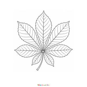 Imprimez gratuitement ce coloriage d'une feuille de marronnier. Un dessin réaliste parfait pour l'automne.