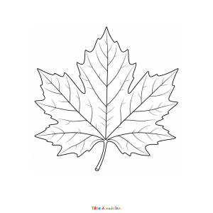 Imprimez gratuitement ce coloriage de feuille de platane. Un dessin réaliste parfait pour découvrir les arbres des villes.