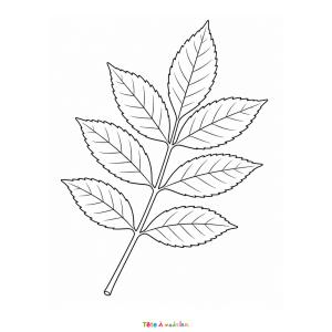 Téléchargez gratuitement ce coloriage d'une feuille de frêne. Un dessin réaliste à colorier pour découvrir les arbres et les feuilles de l'automne.