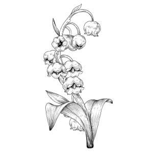 Coloriage muguet : un dessin avec du muguet à imprimer pour la fête du travail et le 1er mai. Page 2