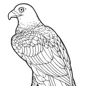 Coloriage rapace : voici un dessin à imprimer avec une joli rapace. Un coloriage à imprimer sur le thème des oiseaux  - Page 01