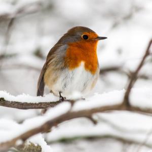 Voici un mini dossier sur les oiseaux, vous y trouverez des idées pour prendre soin des oiseaux et les inciter à venir sur nos terrasses ou dans notre jardin.