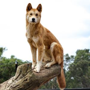 dingo - mot du glossaire Tête à modeler. Définition et activités associées au mot dingo.