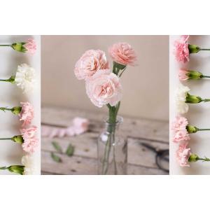 Fleurs roses en papier crépon