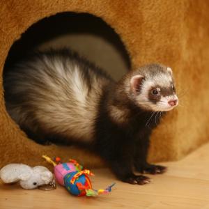 furet - mot du glossaire Tête à modeler. Définition et activités associées au mot furet.