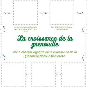 Utilise les vignettes de la croissance de la grenouille, découpe-les et vient les coller dans le bon sens sur cette page vide.