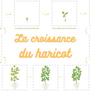Planche sur le haricot à imprimer : aux enfants de remettre les images dans le bon ordre pour reconstituter la croissance du haricot
