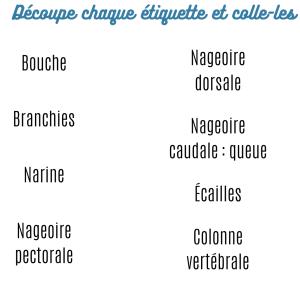 Imprimer les légendes pour la planche anatomie poisson? apprenez les différentes parties du poisson grâce à ce jeu
