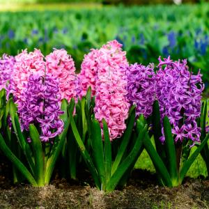 jacinthe - mot du glossaire Tête à modeler. Définition et activités associées au mot jacinthe.