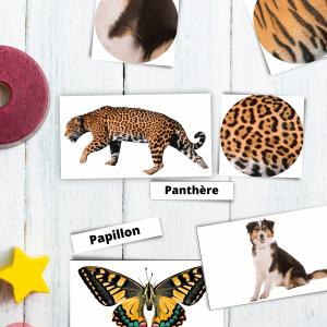 Jeux d'association animal/pelage/plumage