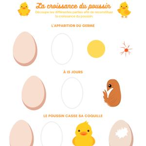 Dessiner, découper et coller la naissance du poussin pour découvrir le cycle de la poule à l'oeuf - activité 2