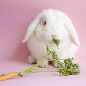 lapin - mot du glossaire Tête à modeler. Définition et activités associées au mot lapin.