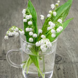 Originaire d’Asie, le muguet est un porte-bonheur largement offert le 1er mai à l’occasion de la fête du travail. Une jolie fleur à clochettes blanches qui symbolise le printemps et le bonheur depuis