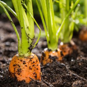 Les producteurs sont les êtres vivants capable de produire de la matière vivante à partir de la matière minérale. Les producteurs sont les êtres vivants se trouvant au commencement de la cha&