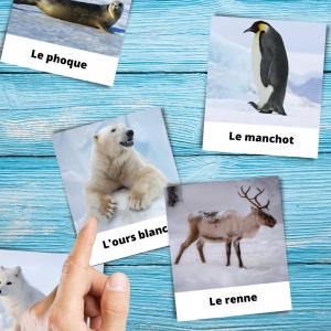 imagier Montessori des animaux polairesà imprimer gratuitement. Imprimez un imagier des animaux polaire pour proposer une activité tirée de la pédagogie Montessori aux enfants. Activité rapide et inte