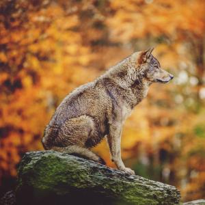 loup - mot du glossaire Tête à modeler. Définition et activités associées au mot loup.