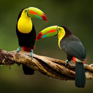 oiseau - mot du glossaire Tête à modeler. Définition et activités associées au mot oiseau.