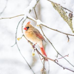 Quand les jours se raccourcissent et que les températures baissent, les oiseaux migrateurs partent vers des régions et des pays chaud...