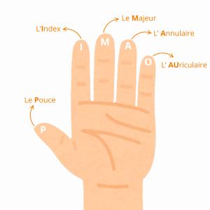 Retrouvez des infos sur les cinq doigts de la main avec leurs noms, leurs caractéristiques et des infos pour apprendre à les reconnaître facilement