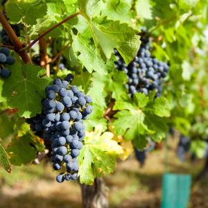raisin- mot du glossaire Tête à modeler. Définition et activités associées au mot raisin.