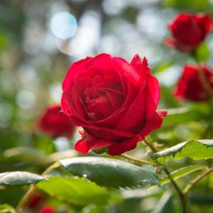 rose - mot du glossaire Tête à modeler. Définition et activités associées au mot rose.