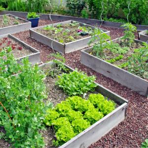 L'Agriculture Biologique c'est d'abord une façon de penser l’agriculture comme  un mode production de se rapprocher au maximum des conditions naturelles de vie des plantes et de vie des animaux. L’Agr