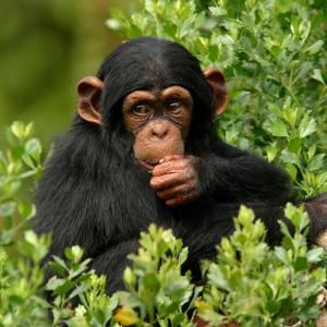 singe - mot du glossaire Tête à modeler. Définition et activités associées au mot singe.