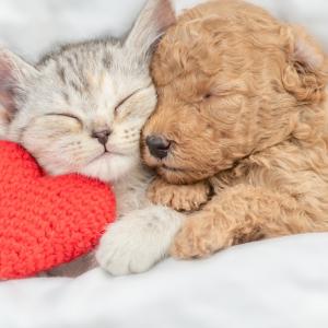 Trouvez un texte de Saint valentin pour envoyer vos mots d'amour le 14 février. La carte de Saint Valentin est un incontournable pour souhaiter bonne Saint Valentin. Grace a ces idees de textes gratui