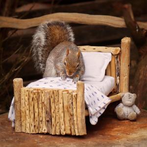 Elle s'appelle Sharon cutler, elle est paysagiste et photographe et elle a décidé de fabriquer une chambre et une salle de bain aux écureils qui vivent dans son jardin. Le résultat est trop mignon est