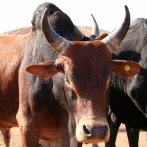 Zebu - mot du glossaire Tête à modeler. Définition et activités associées au mot Zebu.