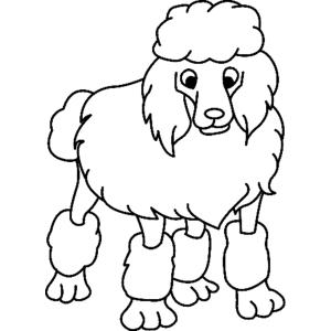 Coloriage caniche